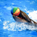 Swimming with Dolphins in Sharm El Sheikh | Dolphin Experience & Photos | Star Kattabych Tours