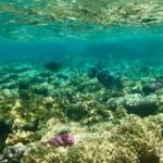 Ras Mohammed National Park by bus star khattabych tours