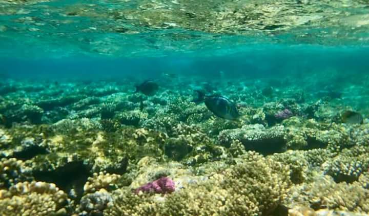 Ras Mohammed National Park by bus star khattabych tours Ras Mohammed National Park by bus star khattabych tours