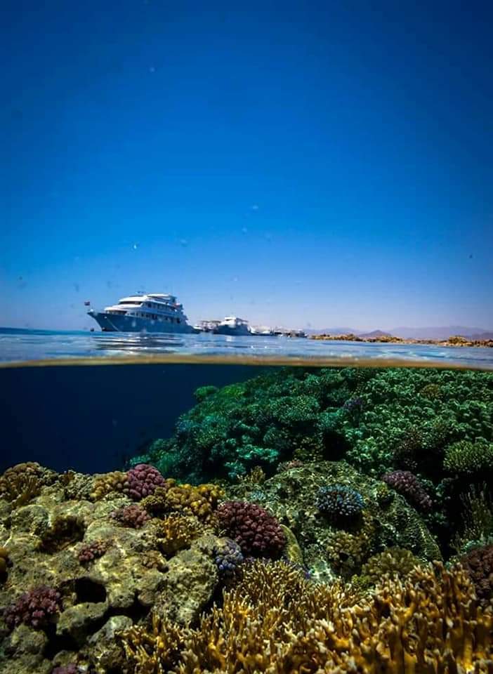 FB_IMG_1605884362929 ras-mohammed-and-white-island-diving-available/