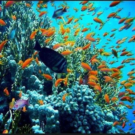Tourists enjoying a luxury yacht excursion to Ras Mohammed National Park and White Island in Sharm El Sheikh with snorkeling, diving, coral reefs, tropical fish, and crystal-clear Red Sea water. STAR KHATTABYCH TOURS ras-mohammed-and-white-island-diving-available/