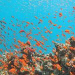 ras-mohammed-and-white-island-diving-available/
