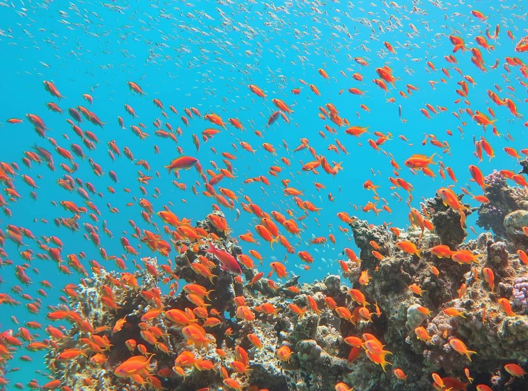 TopSaver80506511 ras-mohammed-and-white-island-diving-available/
