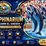 Dolphin show performance at Dolphinarium in Sharm El Sheikh * Star Khattabych Tours