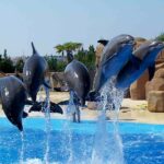 Dolphinarium in Sharm El Sheikh | Dolphin Show & Swimming Experience By Star Khattabych Tours