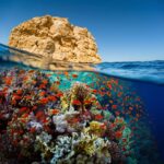 ras-mohammed-and-white-island-diving-available/