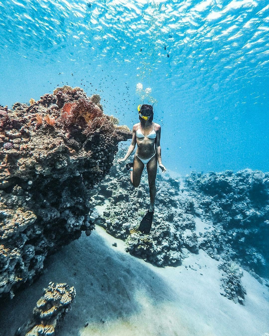white-island-snorkeling-star-khattabych ;; ras-mohammed-and-white-island-diving-available/
