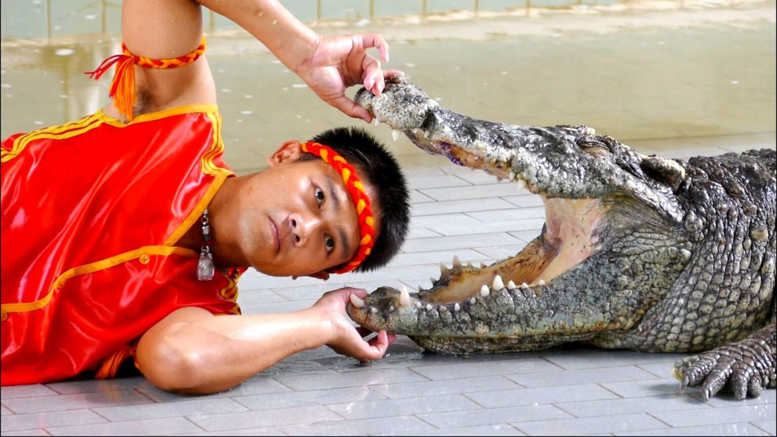 crocodl-1536x863