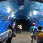 Гранд Аквариум в Хургад by Star Khattabych Tours