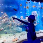 Гранд Аквариум в Хургад by Star Khattabych Tours