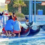 Плавание с дельфинами в Хургаде 11 Шоу дельфинарий из Хургады by Star Khattabych Tours