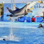 Шоу дельфинарий из Хургады by Star Khattabych Tours