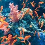Премиум яхта в Рас Мохаммед и на Белый остров Египетские Мальдивы+ Морепродукты by Star Khattabych Tours