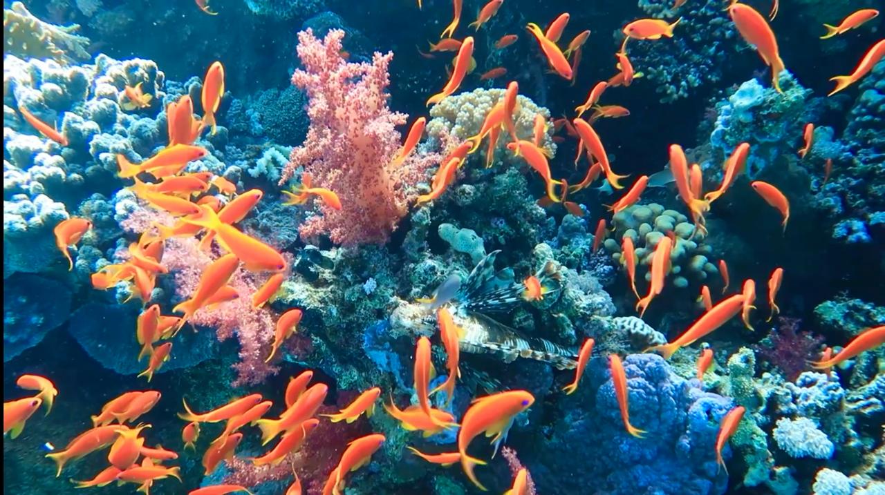 Премиум яхта в Рас Мохаммед и на Белый остров Египетские Мальдивы+ Морепродукты by Star Khattabych Tours